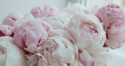 Hélène（エレーヌ）の始まりを告げる、風に揺れるピオニーの花束。正しく美しい装いへの期待を込めて。オードリー・ヘプバーンのような品格を愛する貴女を、この聖域へ迎え入れます。